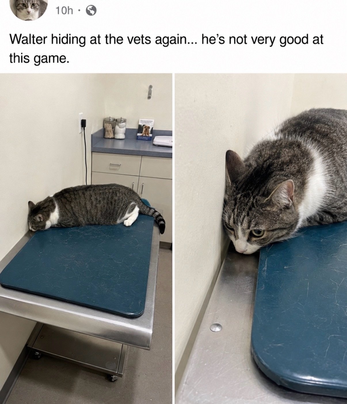 Tabby and white cat crouching on an exam table in a veterinary clinic, partially hidden but very visible