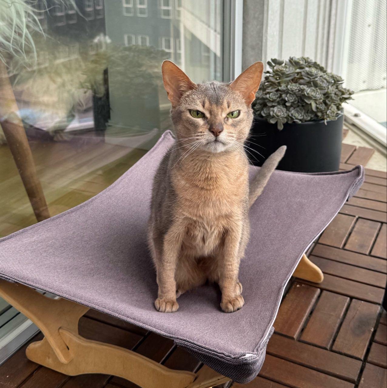 Tan cat sitting upright on a purple cushioned chair on a balcony, staring directly at the camera with a serious expression