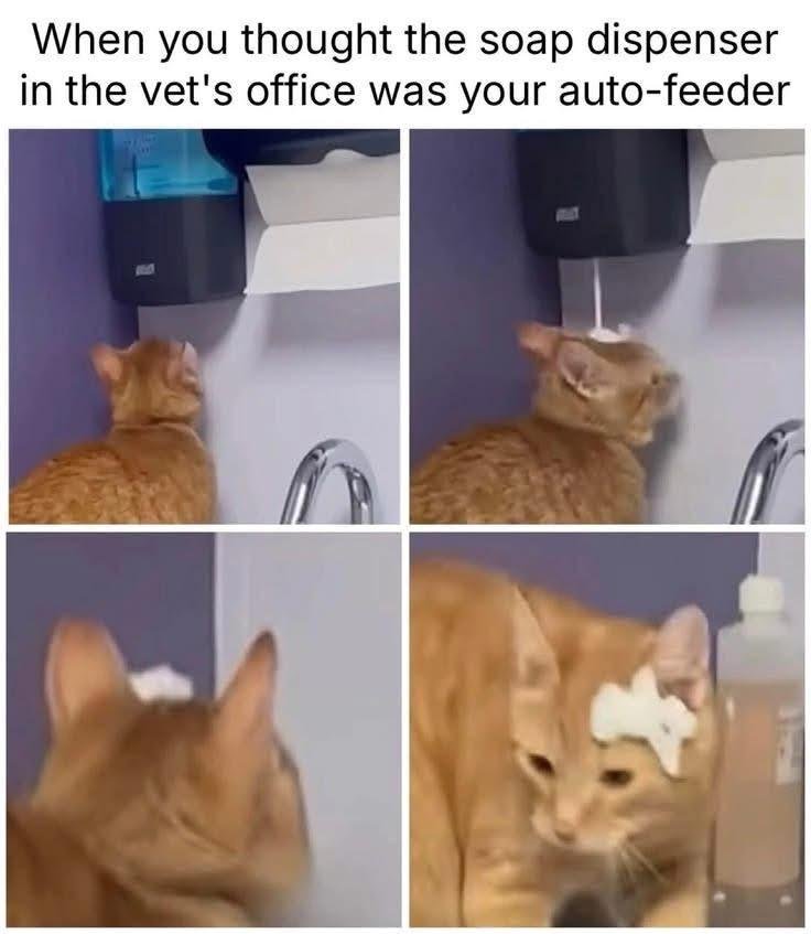 Orange tabby cat looking up at a wall-mounted soap dispenser, foam dispensing onto its head