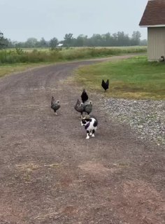 Black and white cat walking on a gravel driveway with other cats in the background near a rural barn