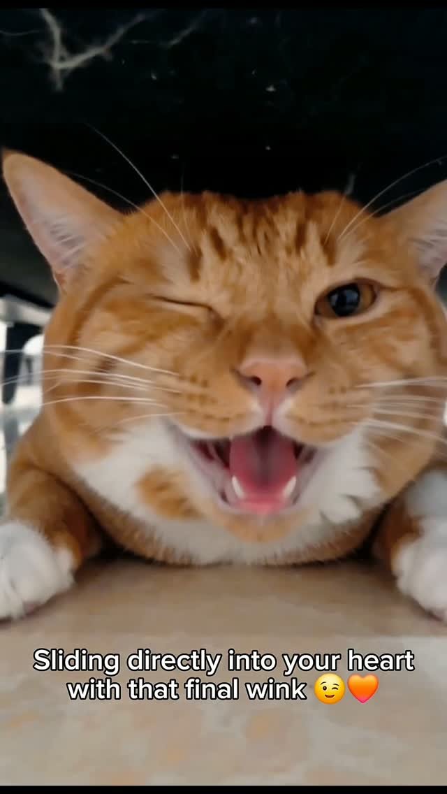 Orange and white tabby cat with mouth open and tongue out, winking at camera with playful expression