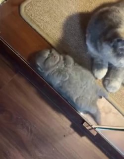 Gray tabby cat stretched out flat on a wooden floor next to a beige rug, viewed from above