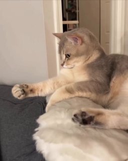 Cream-colored cat lying on its back on a couch with one paw extended in the air, mouth open
