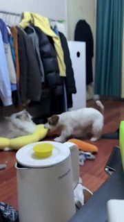 White cat lying on its back inside a yellow laundry bin surrounded by clothes on a wooden floor