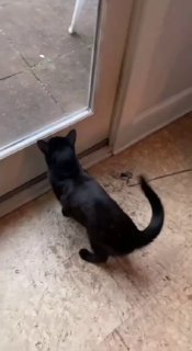 Black cat standing on hind legs with front paws against a glass door or window, looking outside