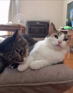 A tabby and white cat relaxing on a gray couch next to another tabby cat in a living room