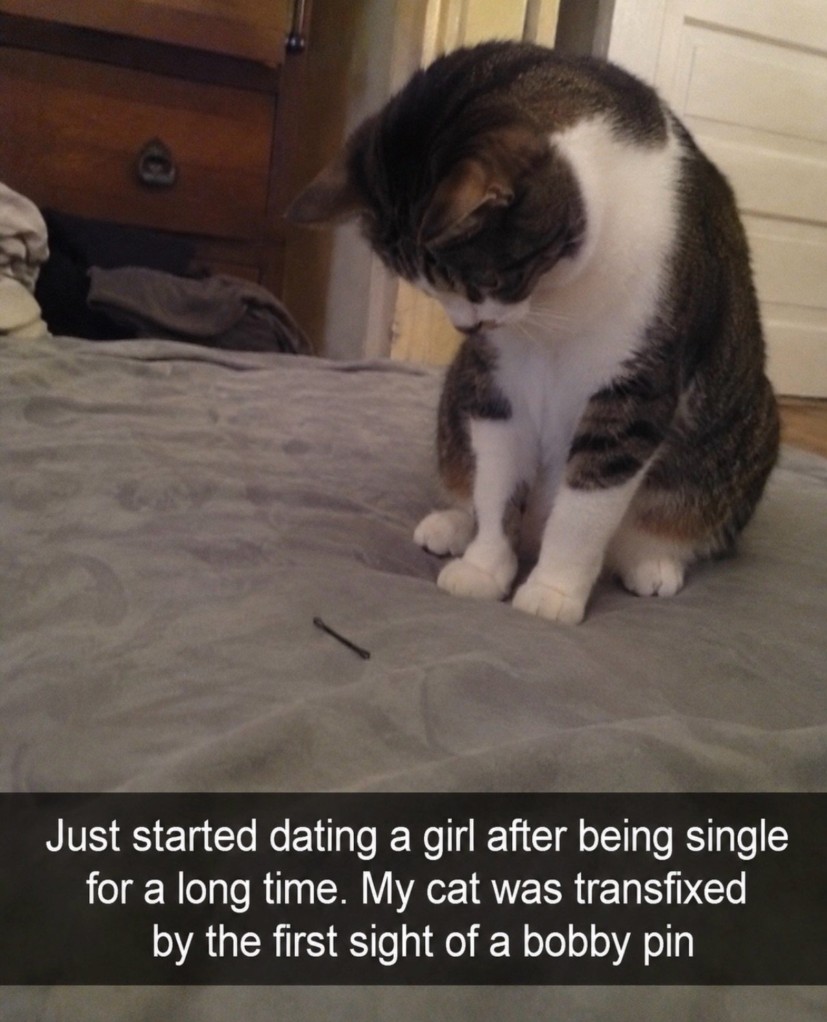 A tuxedo cat stares intently at a bobby pin on a gray carpet indoors