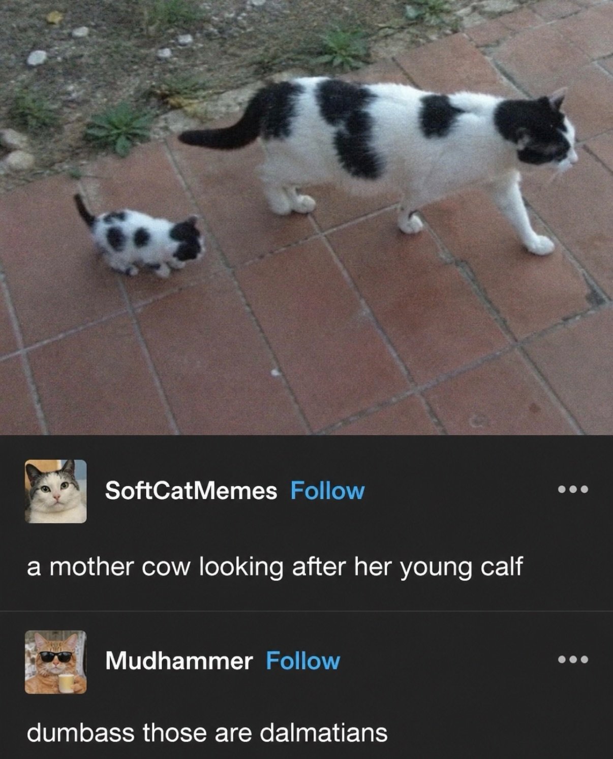 Two black and white tuxedo cats walking on brick pavement, viewed from above
