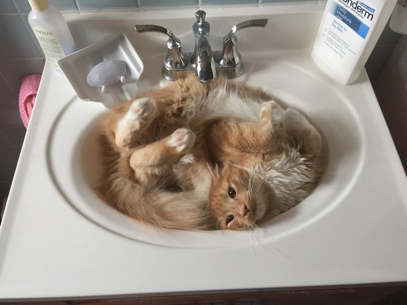 Orange tabby cat lying on its back in a bathroom sink with paws up in the air