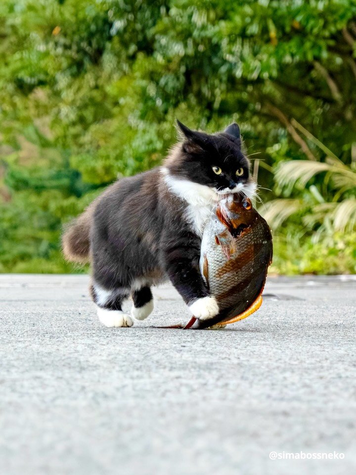 Black and white cat holding a fish in its mouth on a paved path with green foliage behind