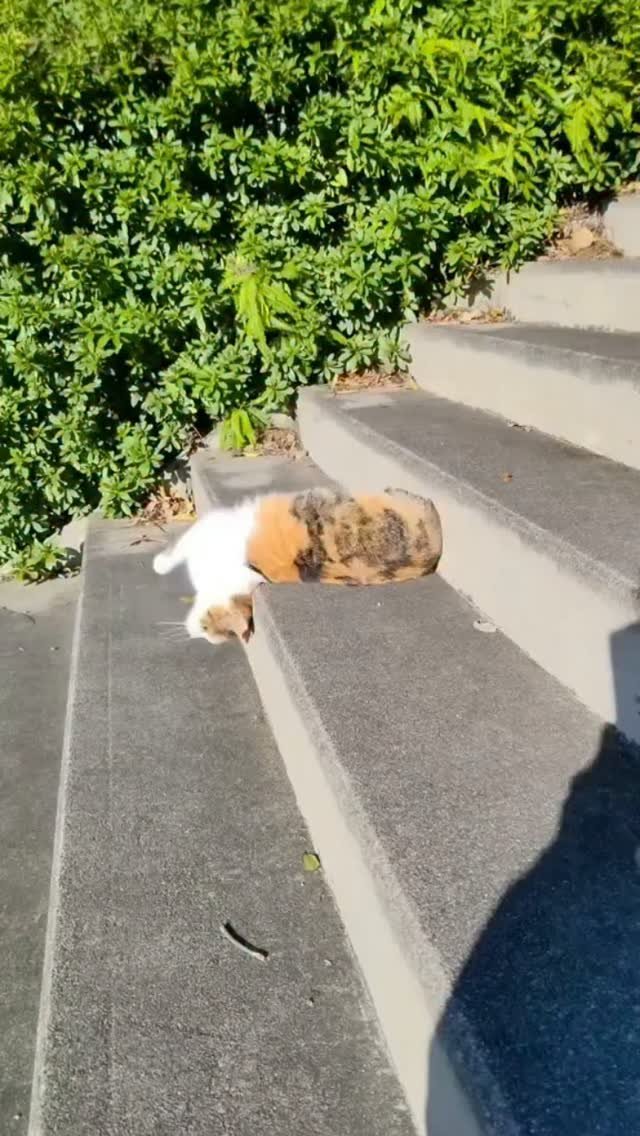 A small tuxedo cat wearing an orange sweater sprawled on concrete steps next to green hedges