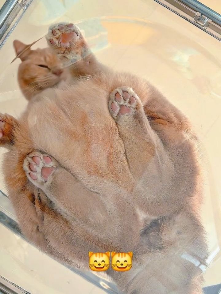 Orange tabby cat lying on its back on a light-colored floor with all four paws stretched up in the air, looking relaxed and boneless