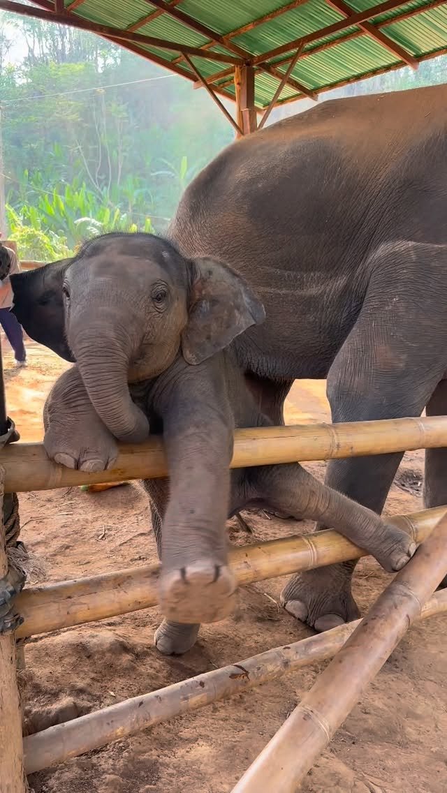 Young gray elephant with trunk wrapped around bamboo fence, interacting playfully with a person under a shelter roof