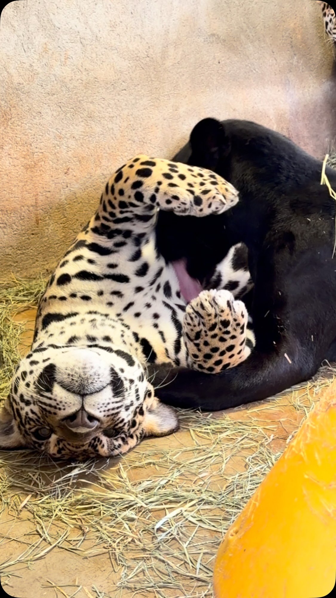 Spotted wild cat resting against a black bear on hay bedding in an enclosure