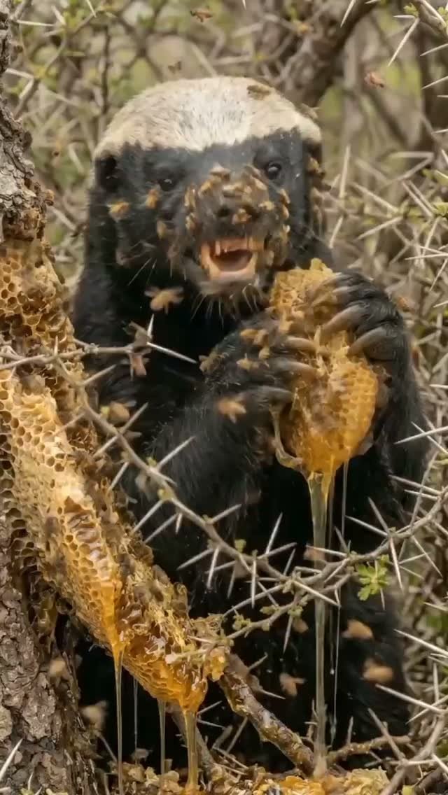A black and white honey badger with open mouth holds yellow food in front of a spiky cactus in desert brush