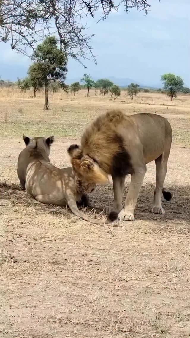 Male lion nuzzling with a lioness on dusty savanna ground with scattered trees and grassland in background