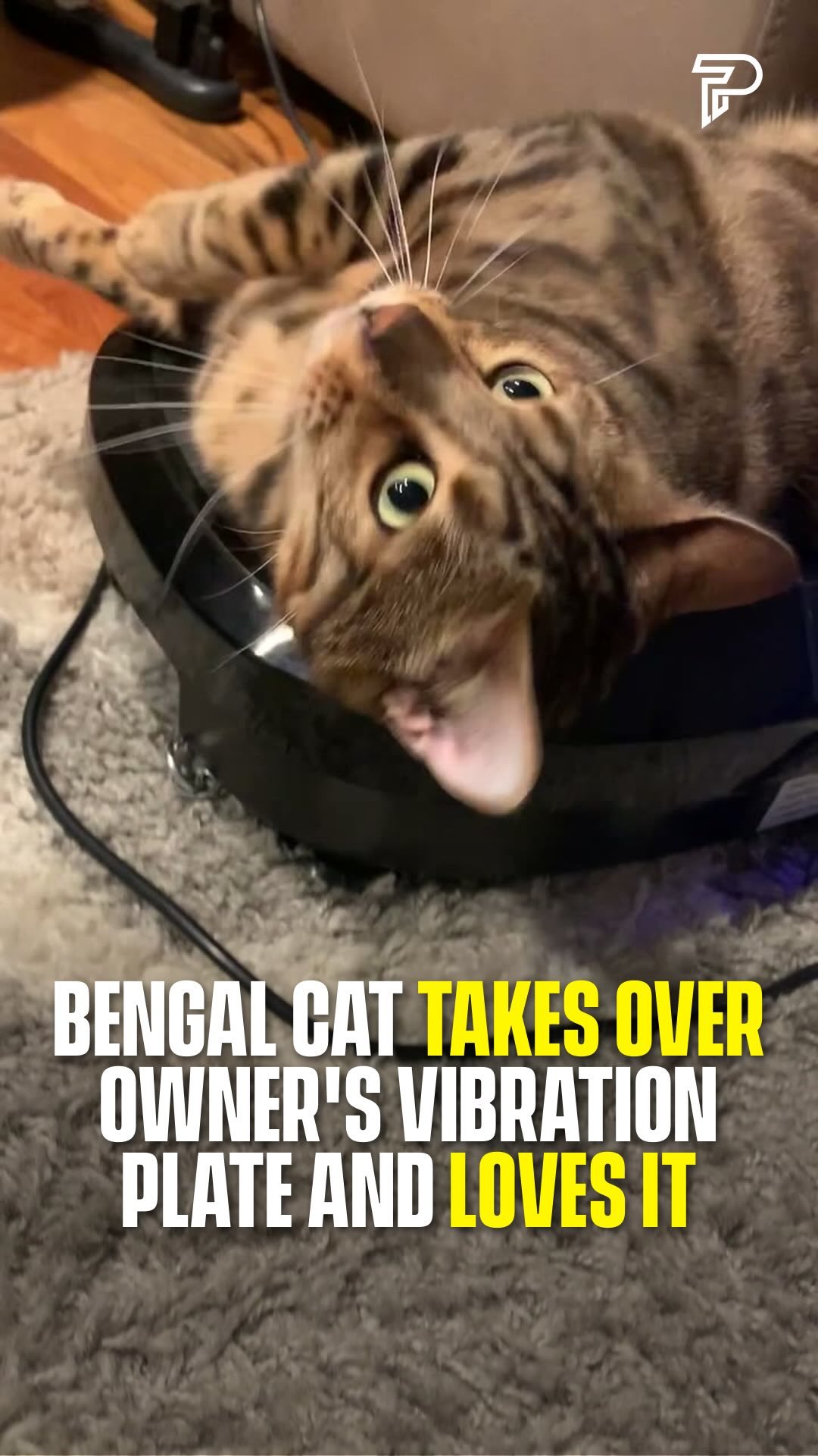 Tabby cat lying on its back on a gray carpet, playing with a black vibration plate, wide-eyed and playful