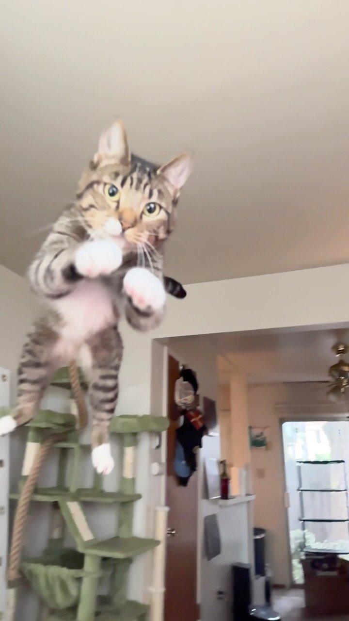 A tabby and white cat stands on hind legs on a green cat shelf, reaching upward with front paws extended