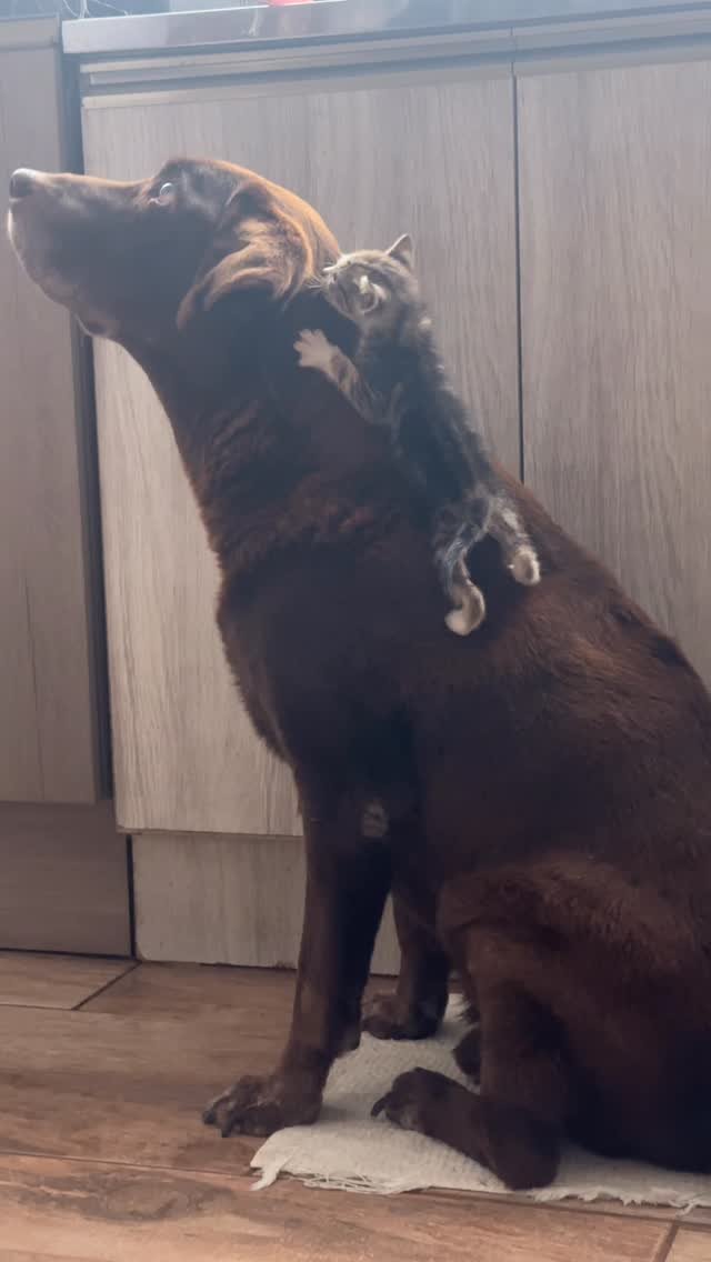 Brown dog holding a small tabby kitten in its mouth while looking upward indoors