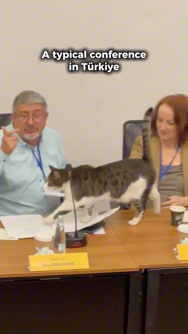 Tabby cat walking across conference table between two seated professionals in business attire at a formal meeting