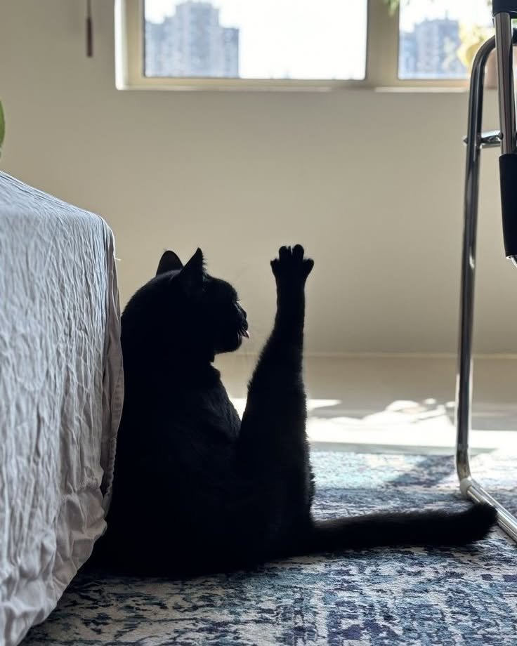 Black cat sitting by window with paw raised against glass, city skyline visible outside