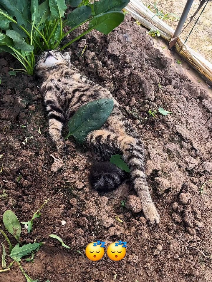 Two tabby kittens sleeping on bare soil in a garden bed surrounded by plants