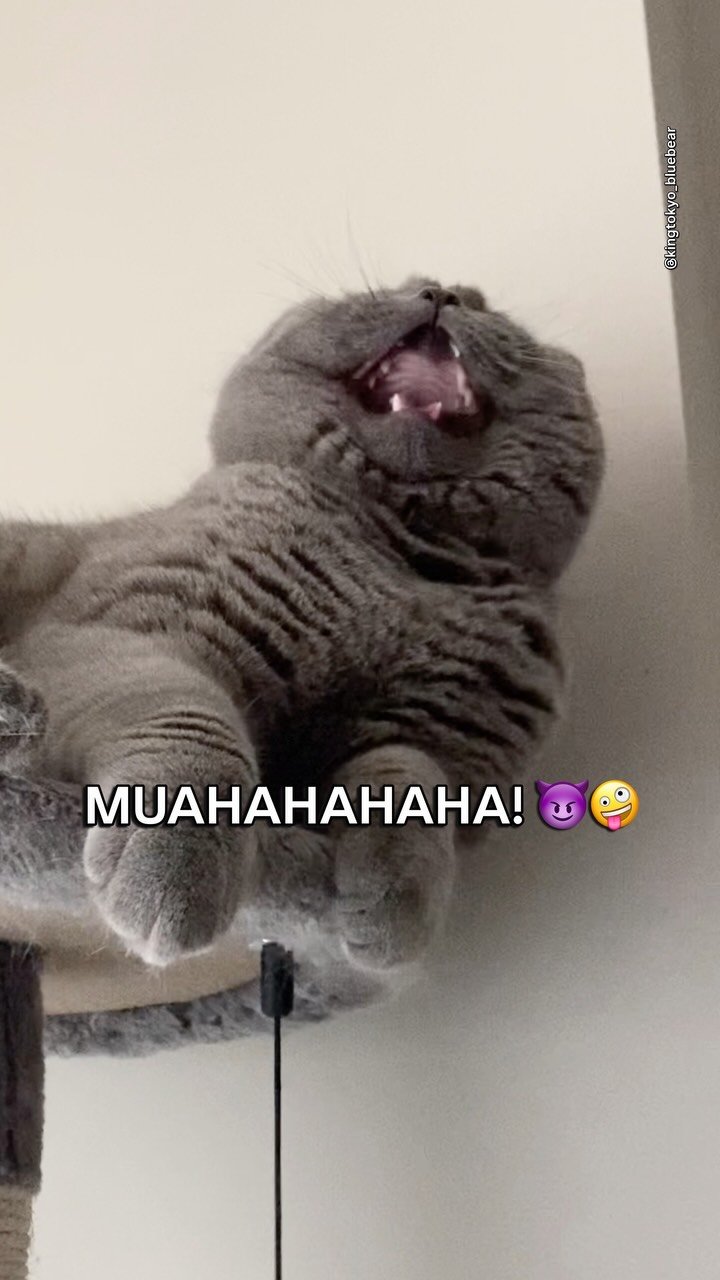 Gray cat tilting head back with mouth wide open in a laughing expression against a white wall