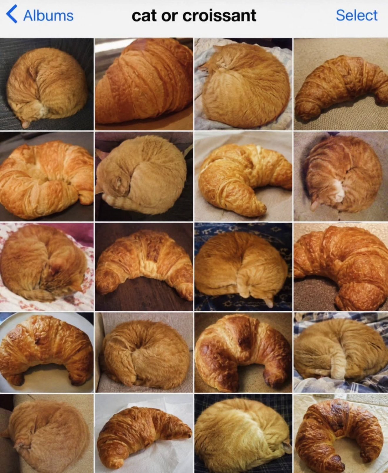Collection of 20 ginger cats curled up in circular loaf-like shapes resembling croissants and pastries