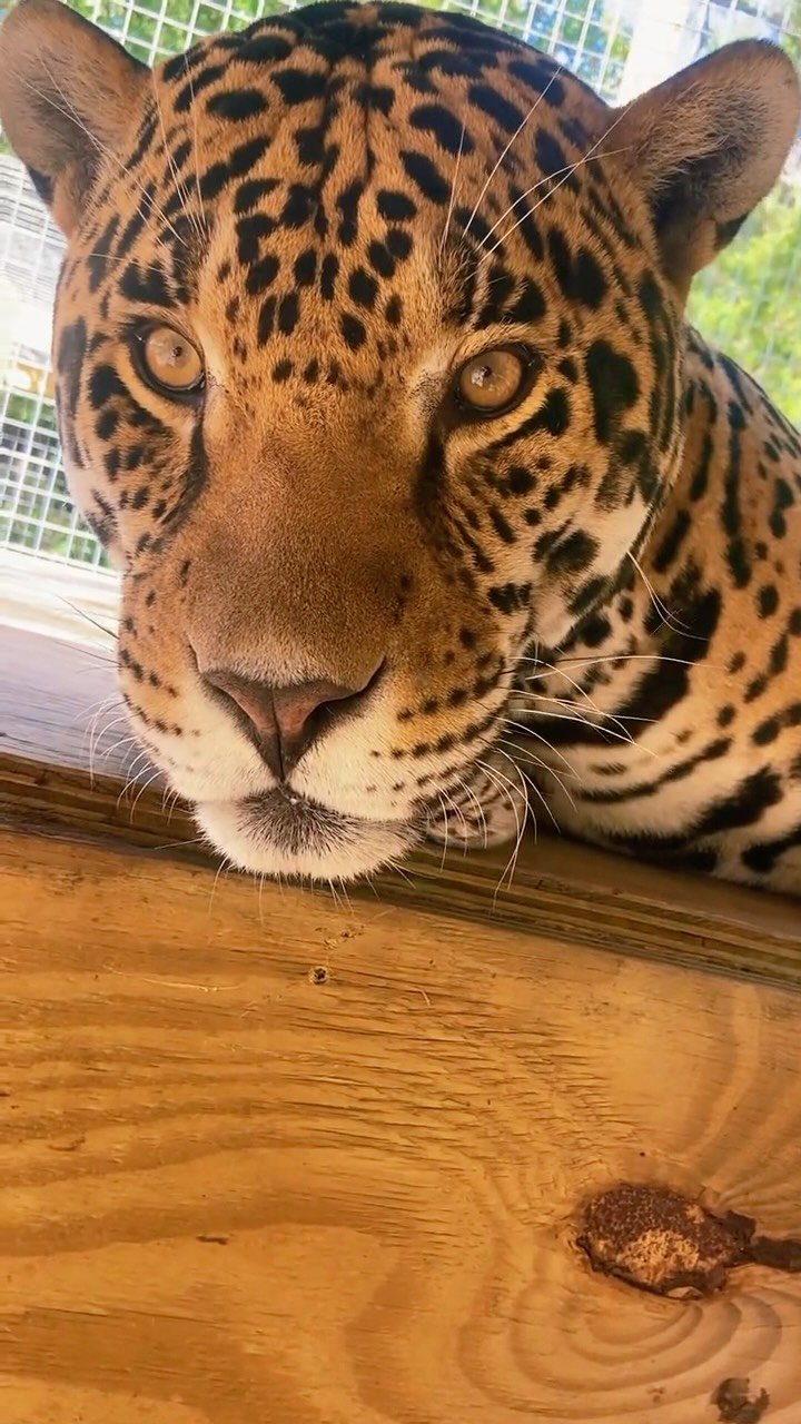 A spotted leopard resting its head on a wooden surface, gazing directly at the camera with golden eyes