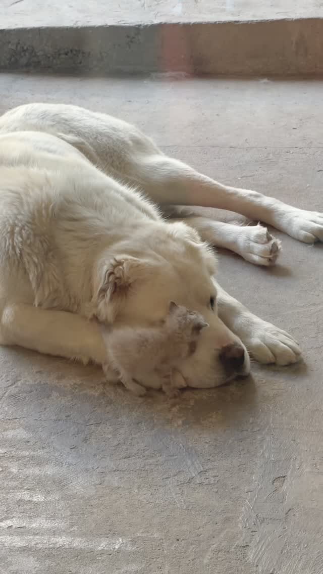 White dog lying stretched out on concrete ground in a relaxed sprawl
