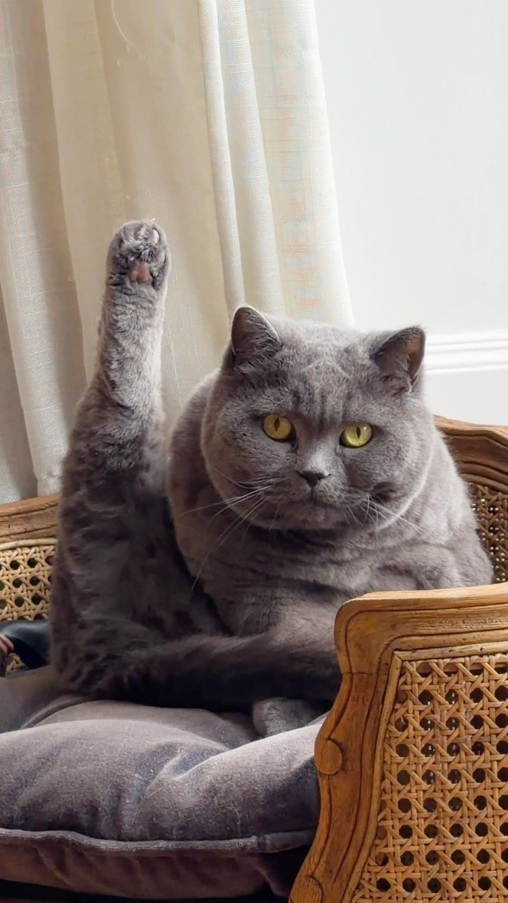 Gray cat sitting on a couch with one paw raised innocently, looking directly at camera with wide yellow eyes