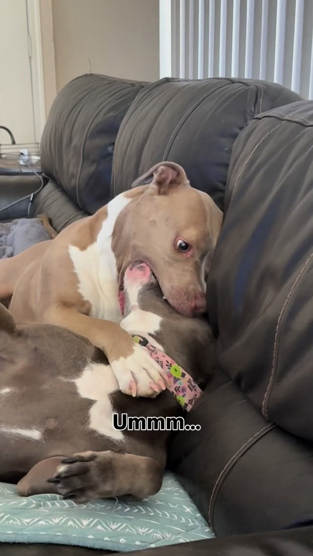 Brown and white dog lounging on a striped gray couch with a confused or uncertain expression, tongue slightly out