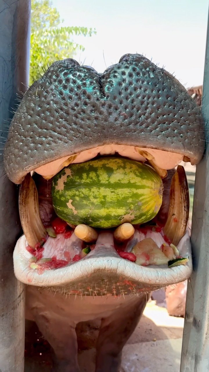 A hippopotamus with its mouth wide open clamping down on a green watermelon, wearing what appears to be a cactus decoration on its head