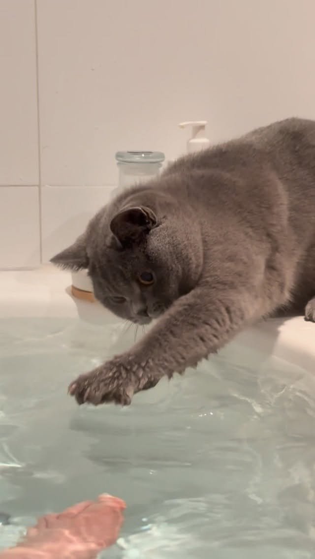 Gray cat stretching paw into bathwater with curious expression in a bathtub