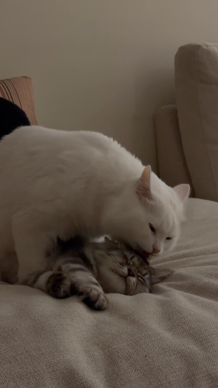White cat resting on a beige couch next to a tabby cat, looking down contentedly