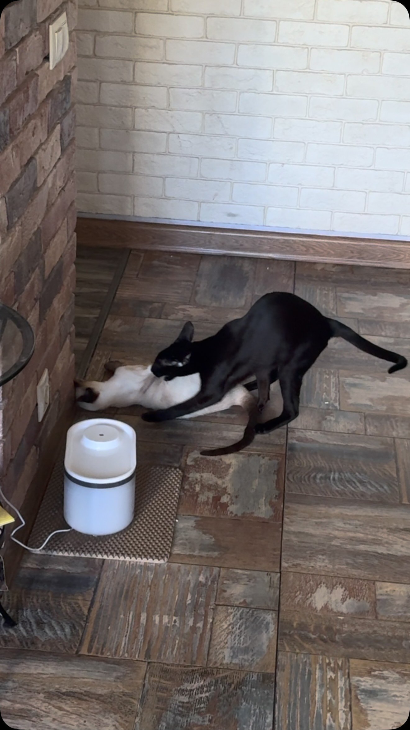 Black dog stretching and playing with a white cat on a wood floor next to food bowls