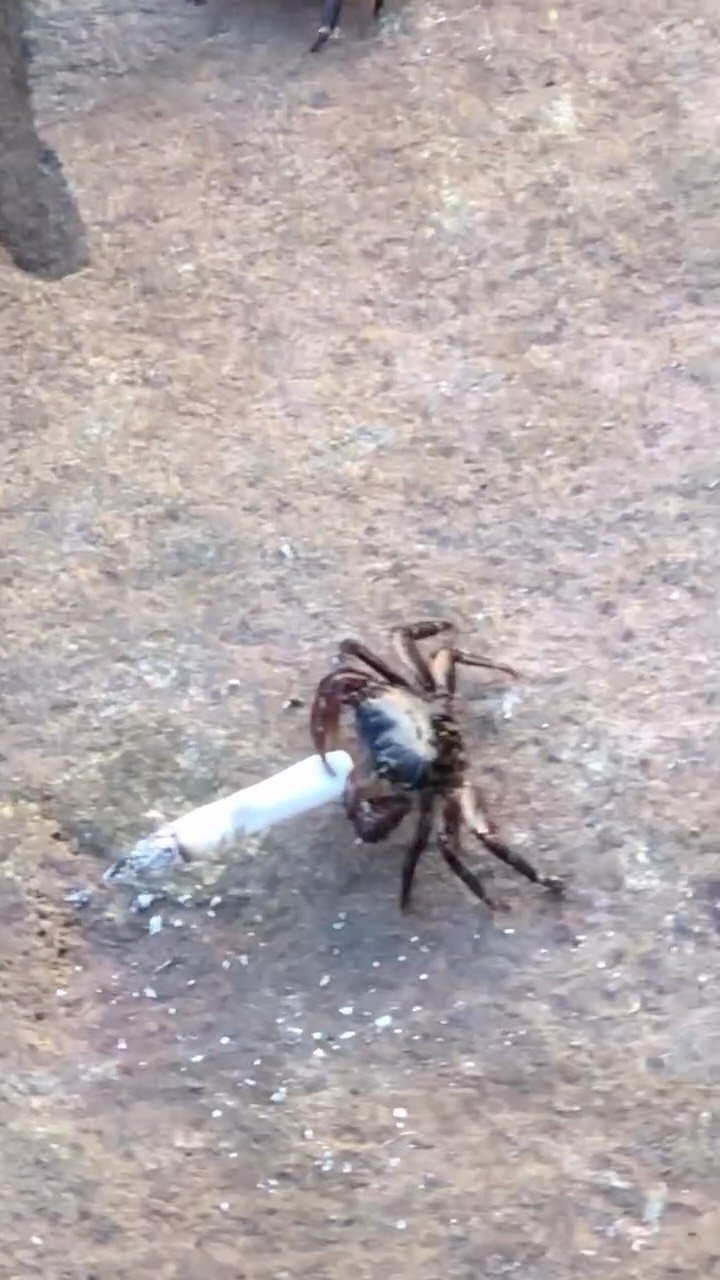 Brown crab on sandy beach holding a discarded cigarette butt in its claw
