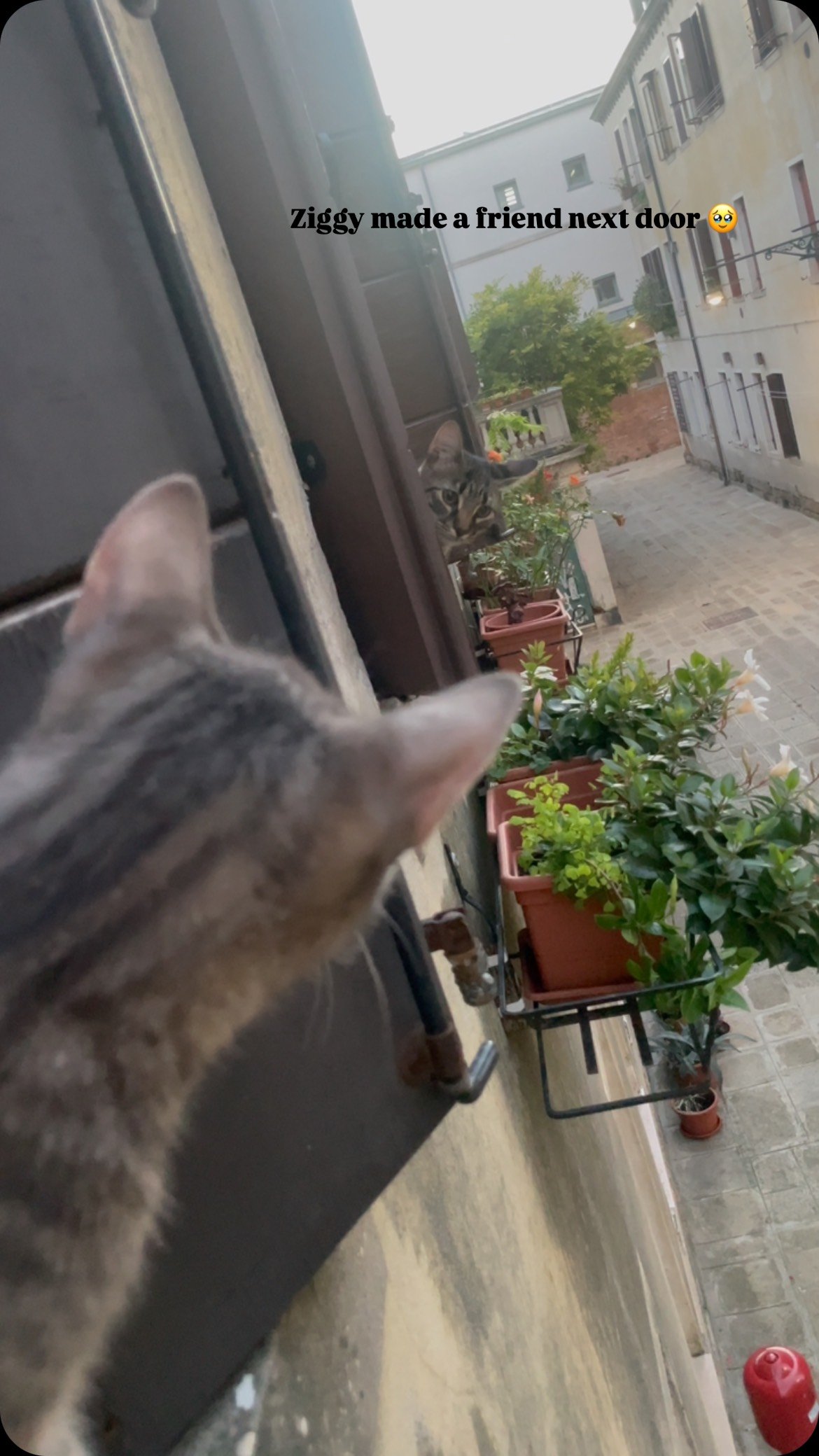Tabby cat's paw pressed against a window, looking out at another cat in a courtyard below with potted plants