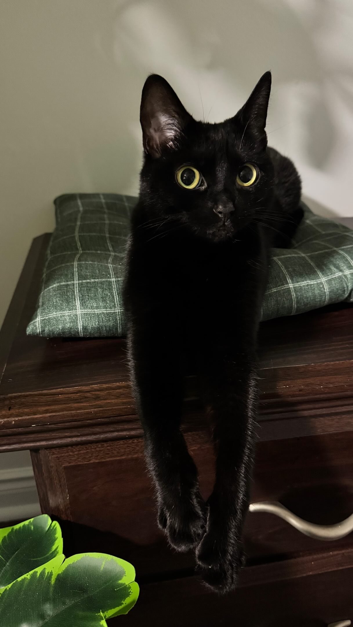 Black cat sitting on a wooden bench with green plaid cushion, staring directly at camera with wide yellow eyes and surprised expression