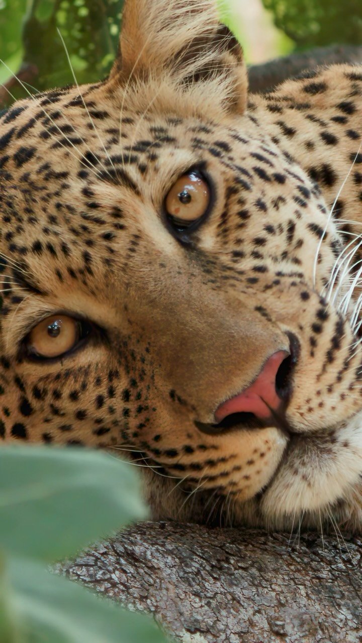 Close-up of a spotted leopard with golden eyes resting its head on a textured tree branch, looking directly at the camera