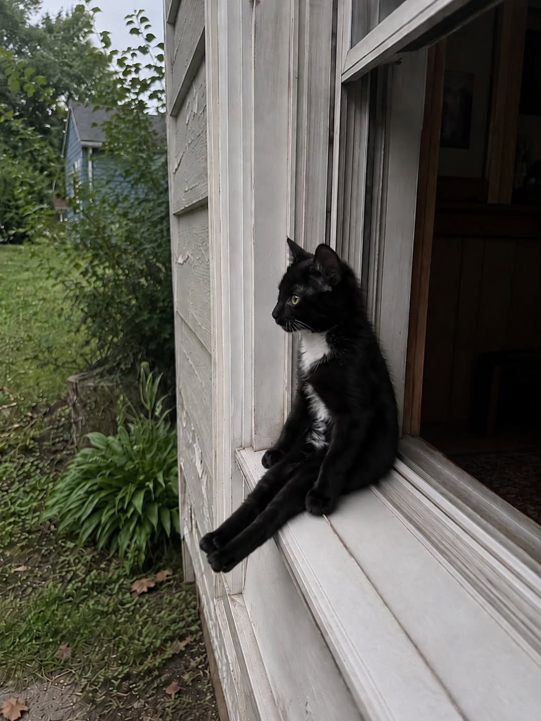 Black and white cat sitting on a window sill with hind legs stretched out, looking outside at the garden
