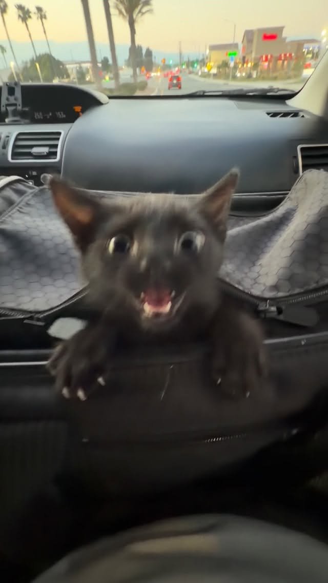 Gray dog with wide open mouth sitting in car dashboard area, looking at camera with excited expression during drive through parking lot at s