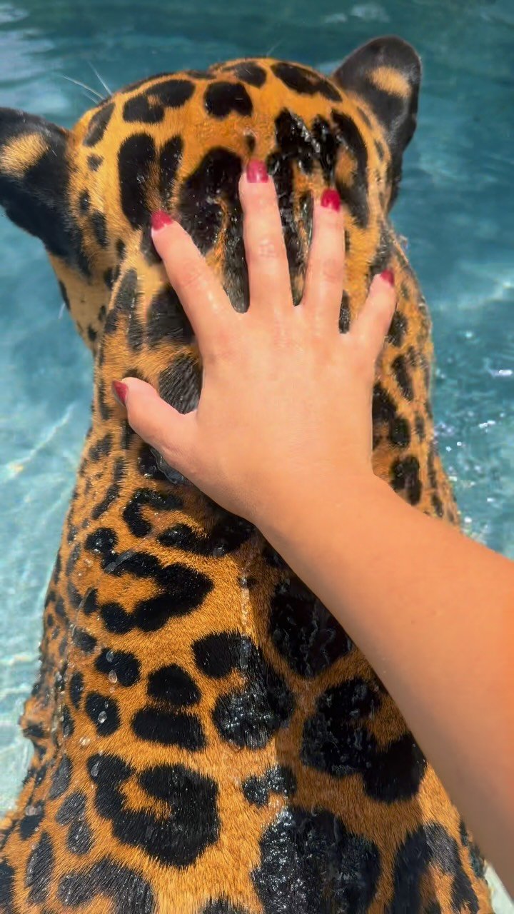 Person's hand touching the face of a wet golden and black spotted wild cat in blue water