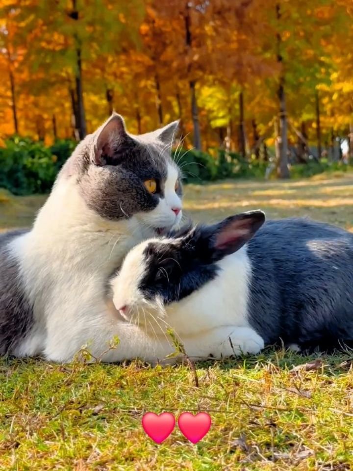 A gray and white cat gently touches a black and white rabbit while sitting together on grass with autumn trees in the background