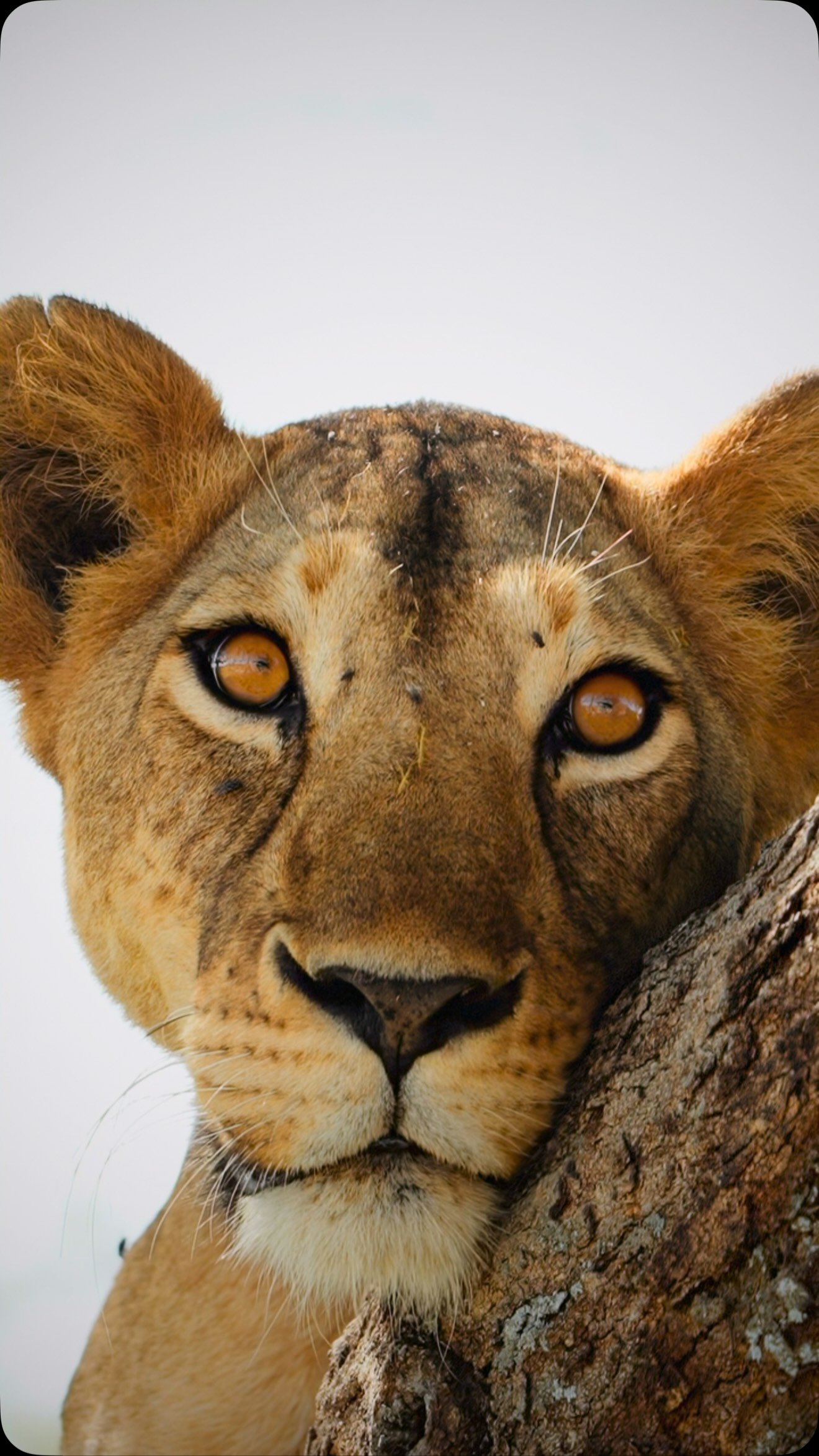 Young lion peering over a tree branch with intense amber eyes, looking directly at camera