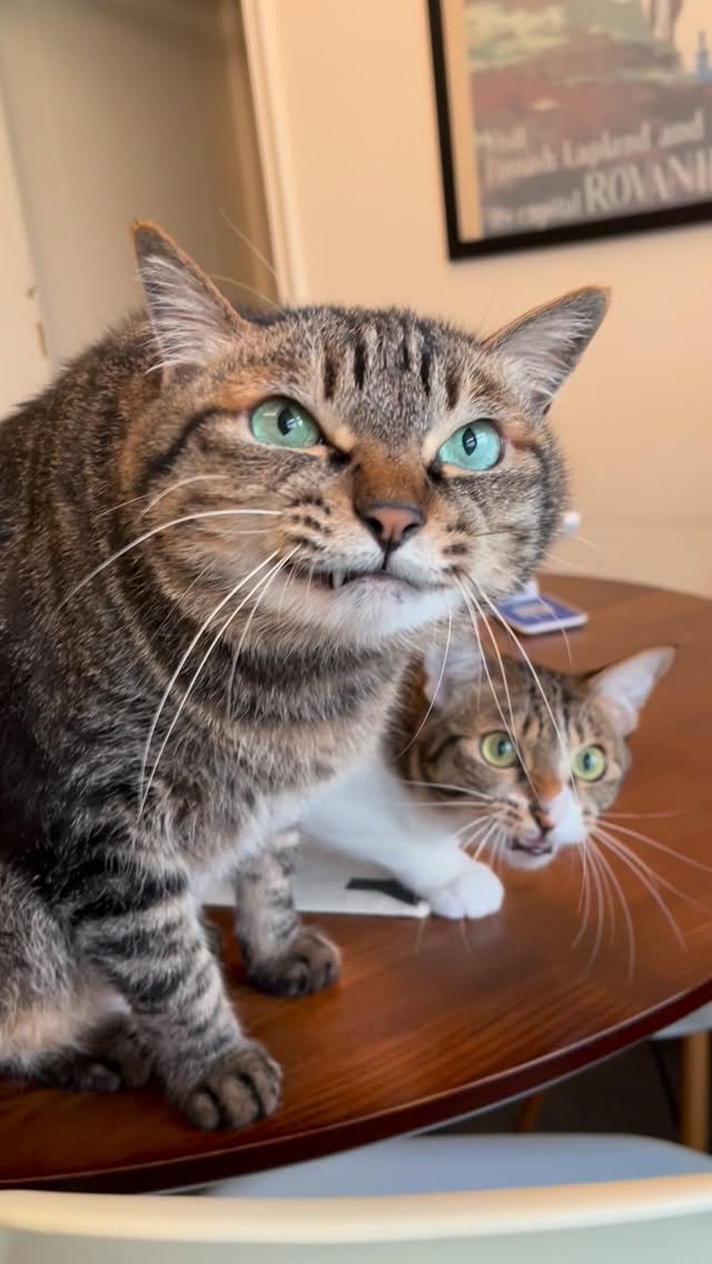 Adult tabby cat and small tabby and white kitten sitting together on a wooden table, both with wide surprised eyes looking upward