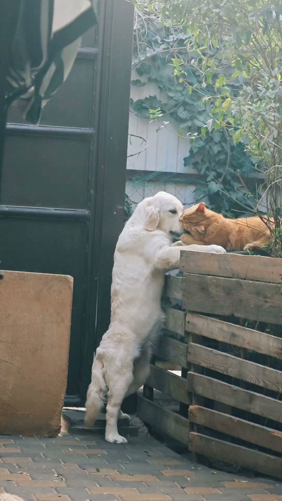 White dog standing on hind legs next to orange cat on wooden pallet in garden patio with green door
