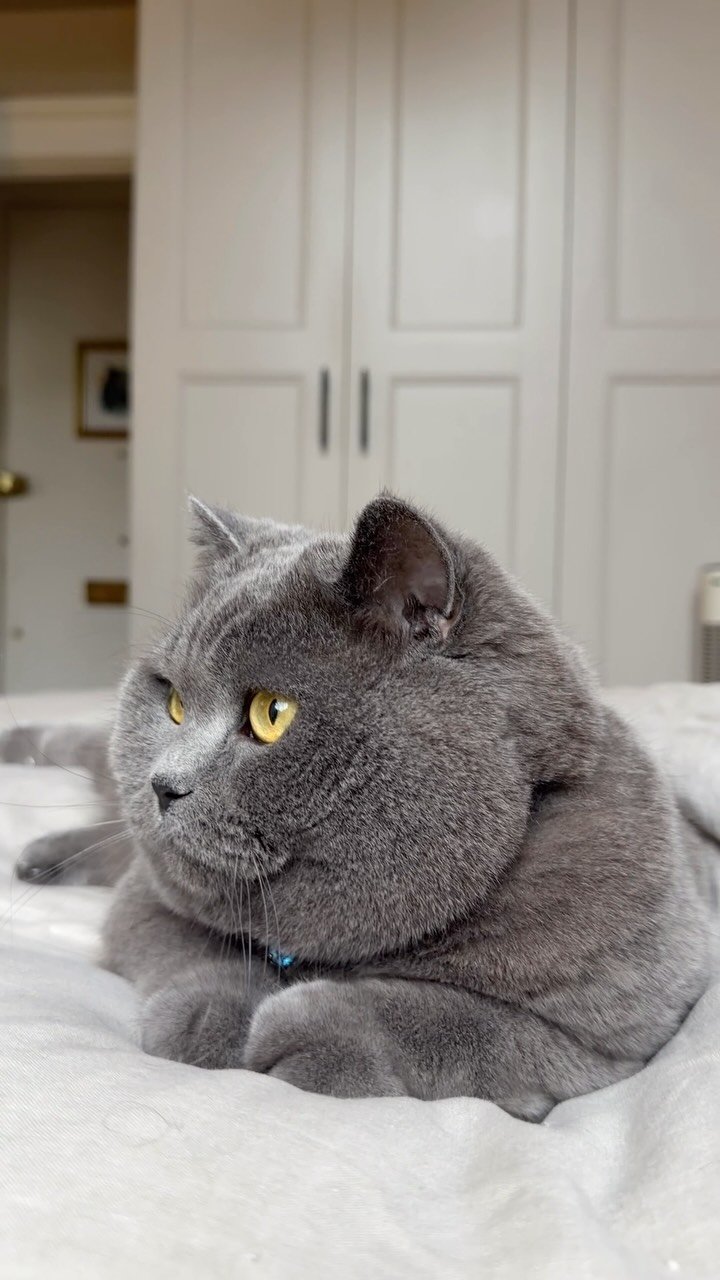 Gray cat with round face and yellow eyes lying on white bedding, looking unimpressed at the camera