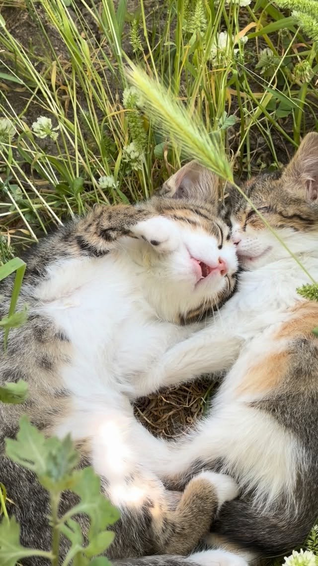 Tabby and white cat sleeping peacefully on its back in grass surrounded by green plants