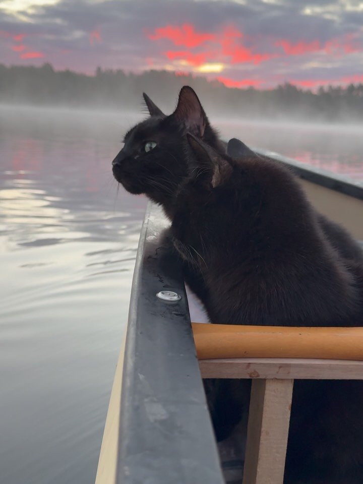 Black cat sitting on edge of boat on calm misty lake at sunrise with pink and red sky and forested shoreline